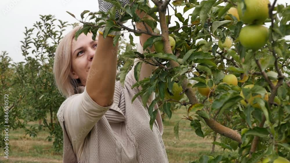 A young adult Caucasian blonde woman picks yellow apples on the branches of an apple tree in the garden and puts them in a box while bending over. Apple harvest process.