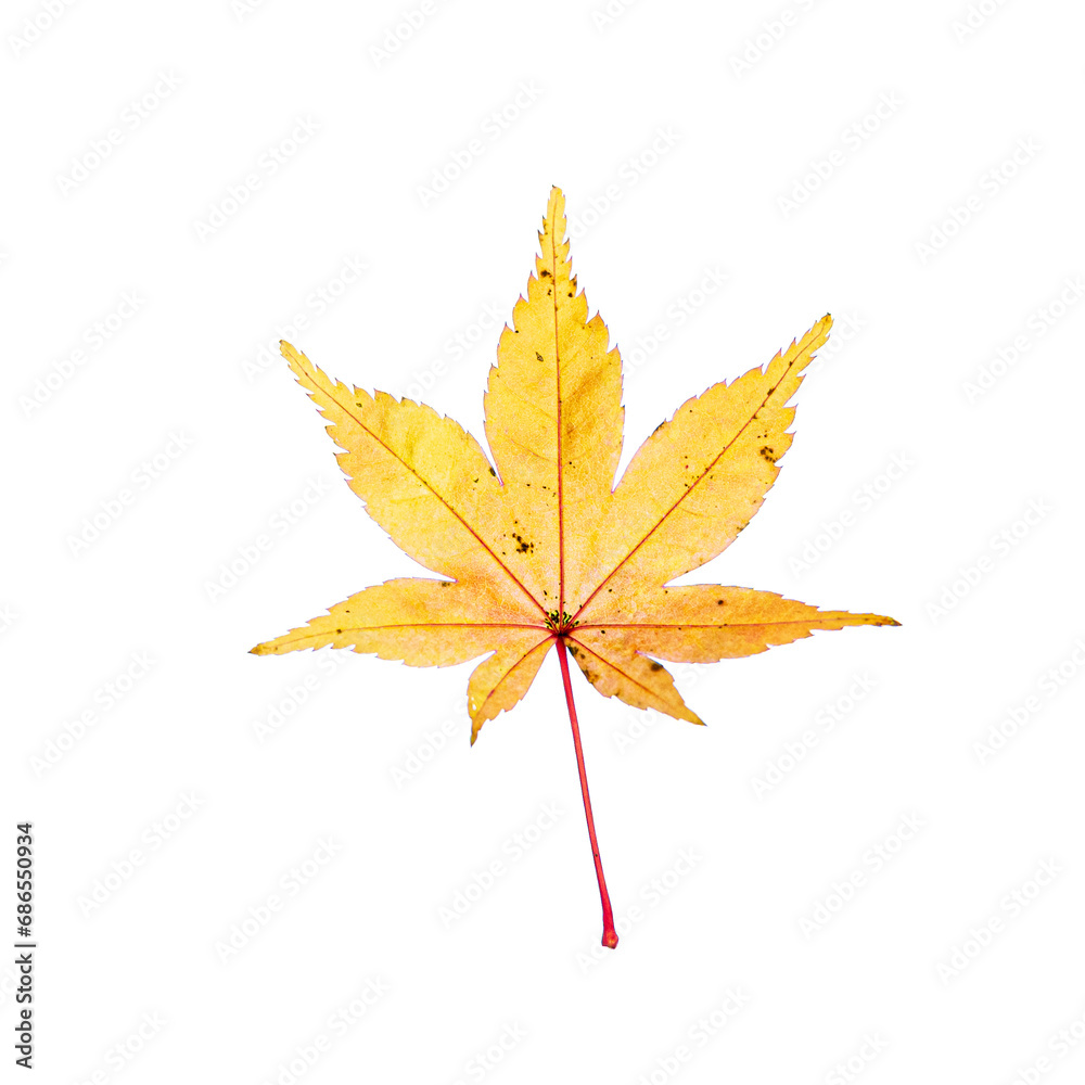 A single. yellow, maple leaf, isolated against a pure white background, will all detail visible A single. yellow, maple leaf, isolated against a pure white background, will all detail visible