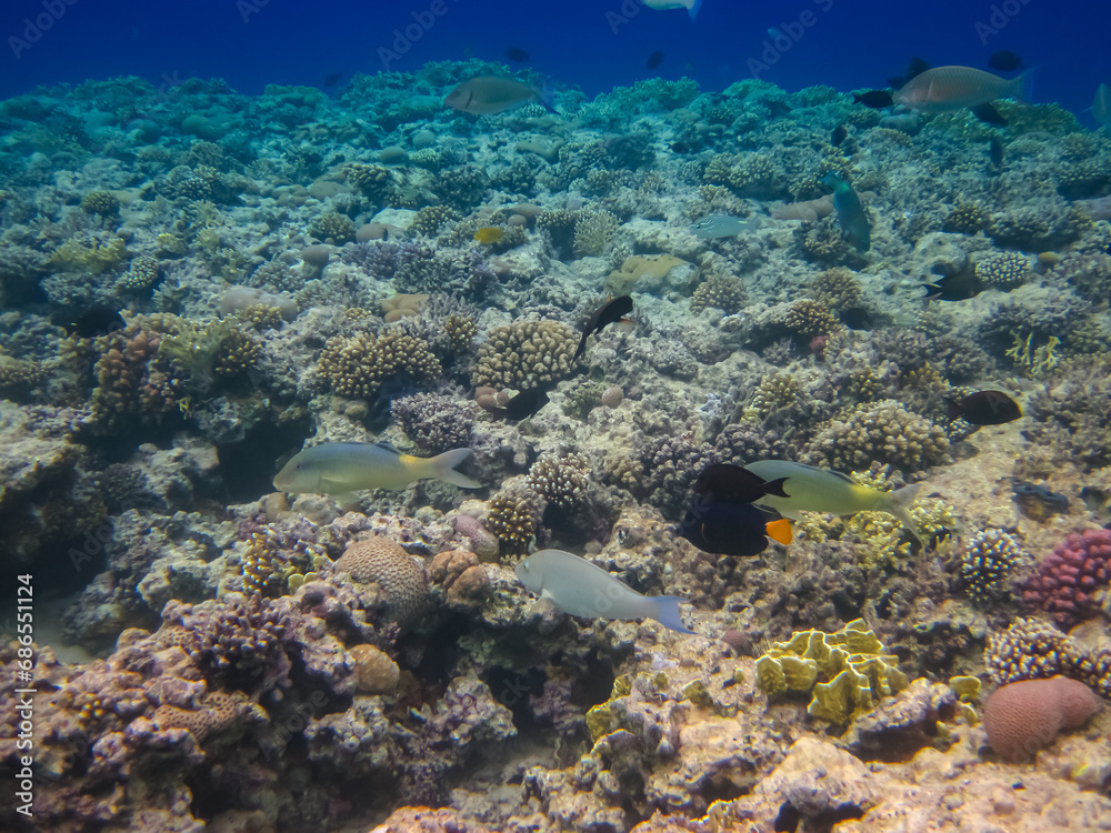 Obraz premium Halichoeres hortulanus in the expanses of the coral reef of the Red Sea
