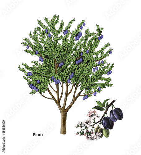 Plum tree and branch vector