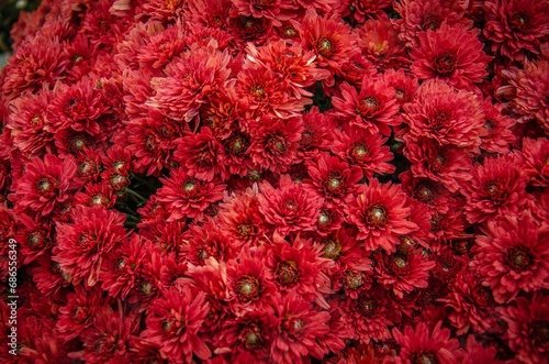 Vibrant display of red flowers.