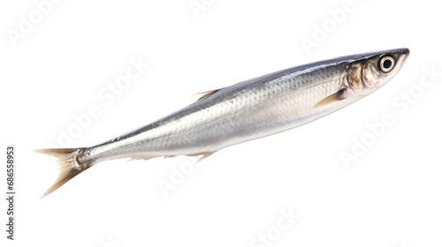 Anchovy fish isolated on transparent background,transparency 