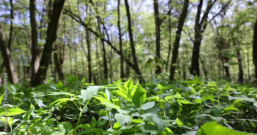 trees with the first foliage in the forest in the spring season, the first foliage on trees in the spring season in the park trees with the first foliage in the forest in the spring season, the first foliage on trees in the spring season in the park