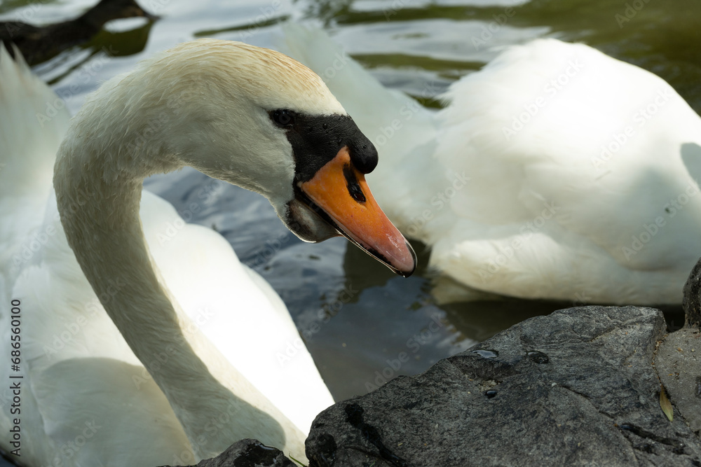 Obraz premium schwan nah close