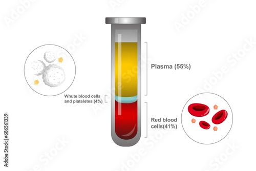 Composition of blood. Plasma, red blood cells, white blood cells and platelets. Diagram of blood composition.Test tube with blood for education. Chemical glass in realistic style. Medical laboratory.