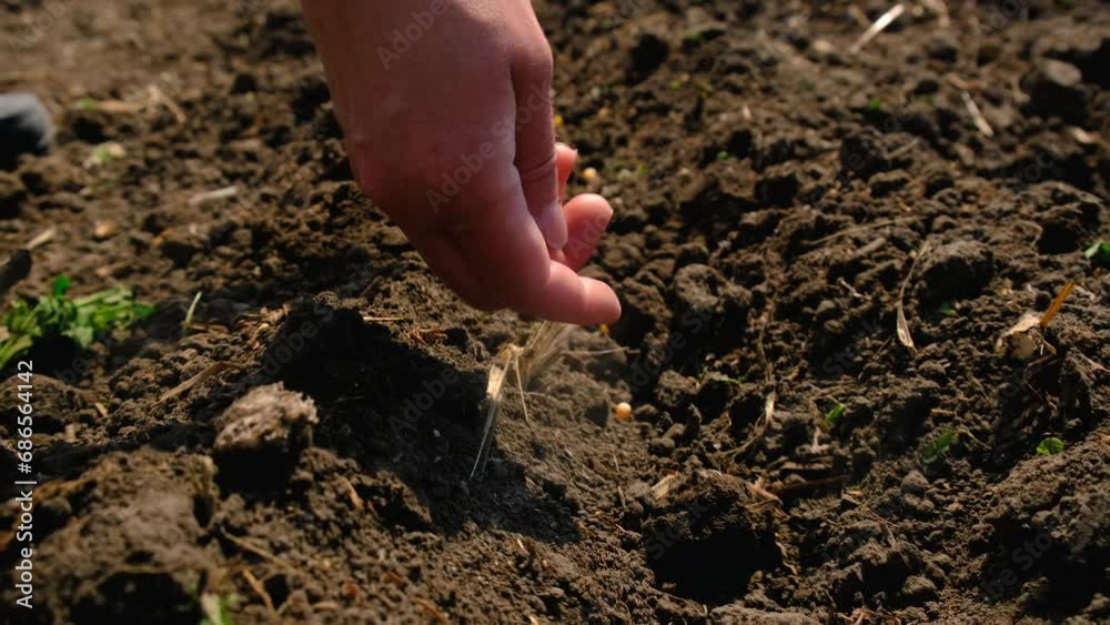 a woman sows seeds in a vegetable garden. Selective focus.