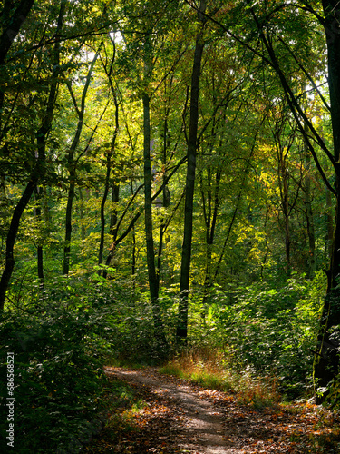 Herbstwald und T  nnigsee im T  nnig  einem Waldgebiet zwischen Grafenrheinfeld und Schwebheim  Landkreis Schweinfurt  Unterfranken  Franken  Bayern  Deutschland