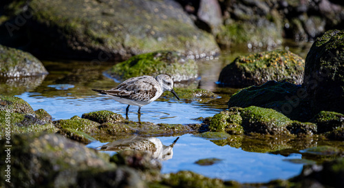 Dunlin Alpina bird walk in  water looking for food