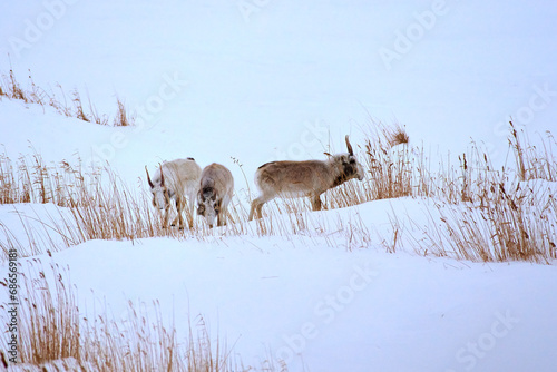Saiga antelope grazing in the steppe. Saiga antelope or Saiga tatarica. The saiga antelope is a large herbivore of Central Asia, found in Kazakhstan, Mongolia, the Russian Federation. 