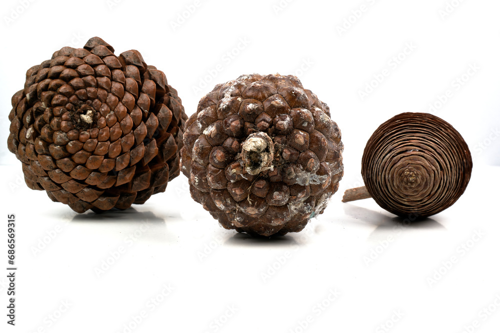 biological example of fibonacci spirals seen at a pine cone. biological example of fibonacci spirals seen at a pine cone.