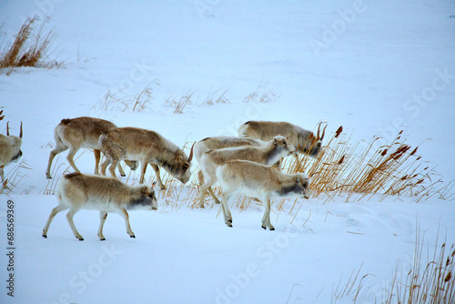 Saiga antelope grazing in the steppe. Saiga antelope or Saiga tatarica. The saiga antelope is a large herbivore of Central Asia, found in Kazakhstan, Mongolia, the Russian Federation.
