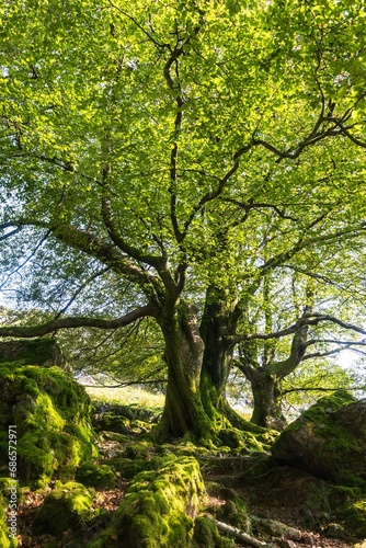 Bertical shot of a large mossy tree with long branches of green leaves in a forest