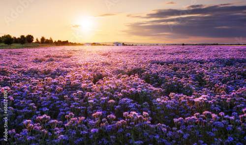 Beautiful panorama rural landscape with sunrise and blossoming meadow. purple flowers flowering on spring field, Phacelia
