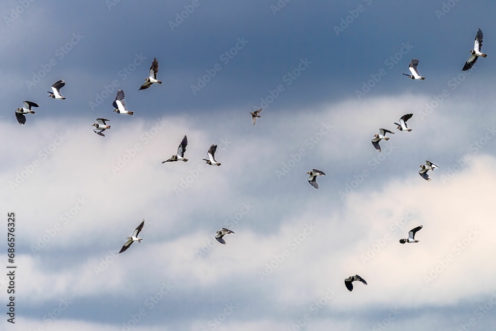 Group of birds soaring across the sky, illuminated by the sunlight.