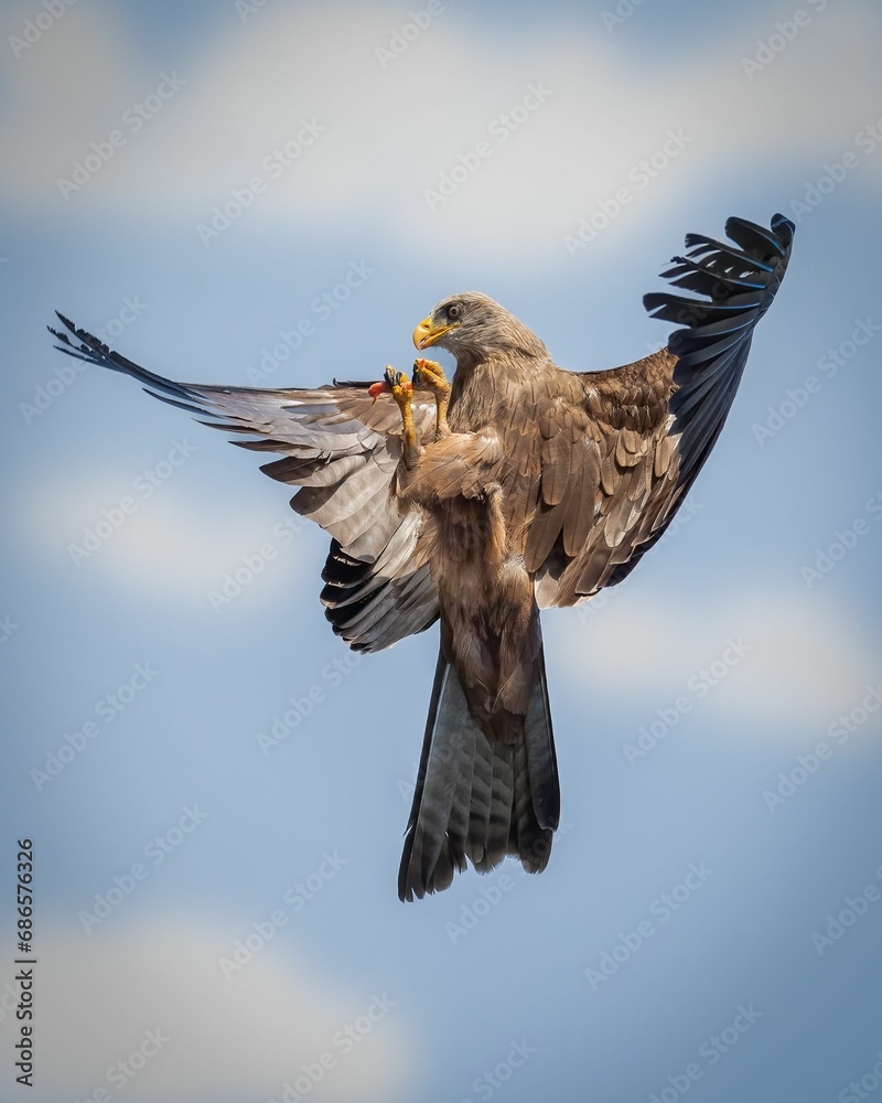 Obraz premium Yellow-billed kite in flight with a brilliant blue sky in the background.