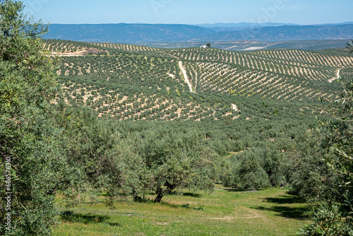 Sea of olive trees in Andalusia, Spain