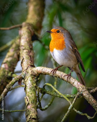Robin bird perched on a branch of a lush tree in a serene forest setting. © Wirestock