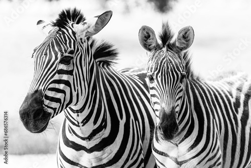 Fototapeta Naklejka Na Ścianę i Meble -  Black and white shot of two zebras standing in a grassy savannah.