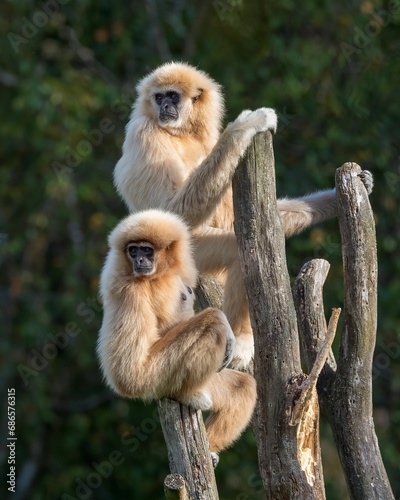Two gibbons perched on a tree.