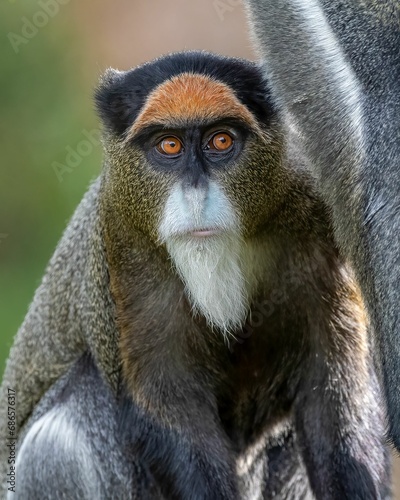 Closeup portrait of a brazza's monkey.