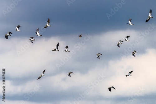 Group of birds soaring across the sky, illuminated by the sunlight.