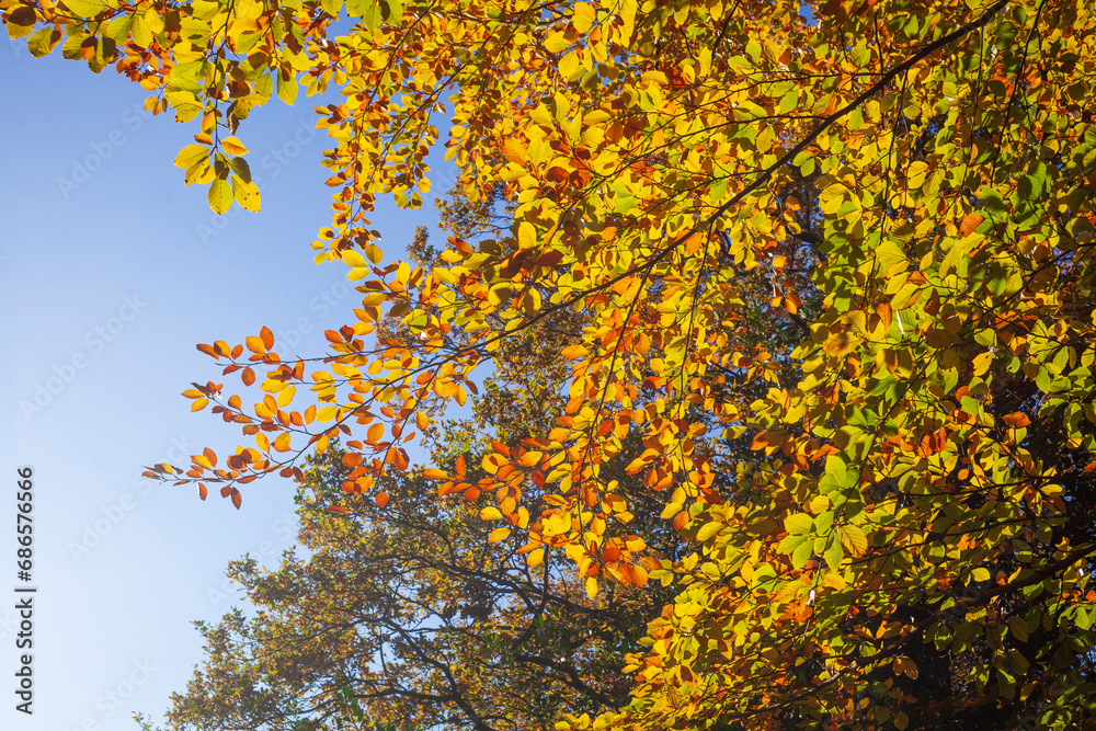 Fototapeta premium Bunt verfärbtes Herbstlaub an an einer Buche , Deutschland