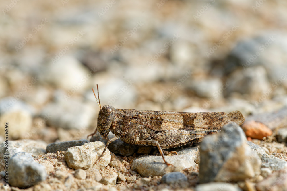 Blauflüglige Ödlandschrecke,  Oedipoda caerulescens