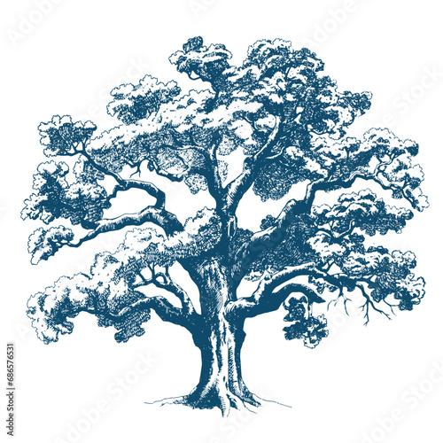 Beautiful vector stock print. Hand drawn forest tree pencil illustration.