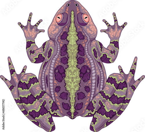 Toad top view, vector isolated animal.