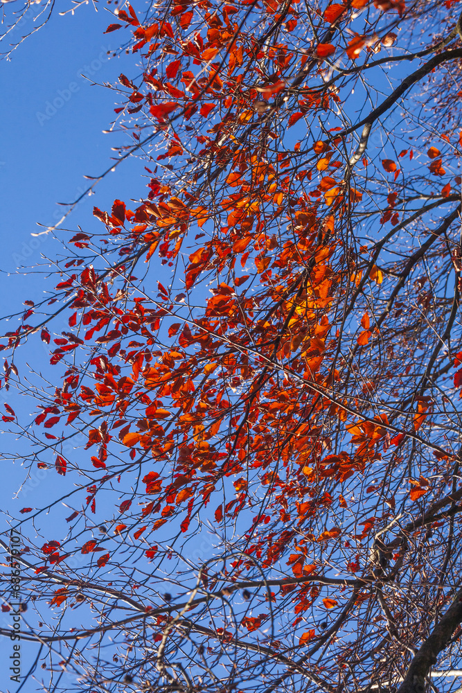 Bunt verfärbtes Herbstlaub an an einer Rotbuche , Deutschland Bunt verfärbtes Herbstlaub an an einer Rotbuche , Deutschland