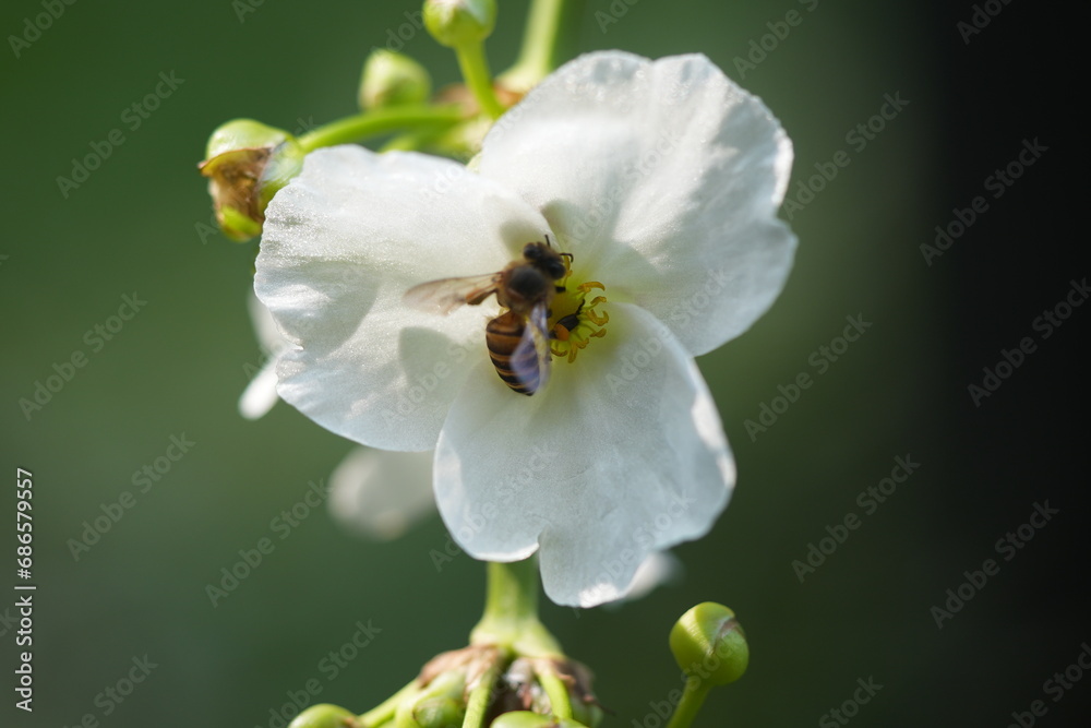 bee on a flower bee on a flower