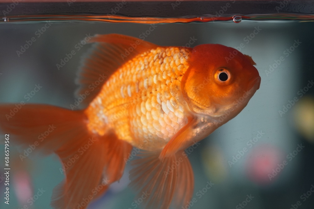 Goldfish, members of the carp family, are one of the most popular and recognizable freshwater aquarium fish worldwide. Originating from East Asia Goldfish, members of the carp family, are one of the most popular and recognizable freshwater aquarium fish worldwide. Originating from East Asia