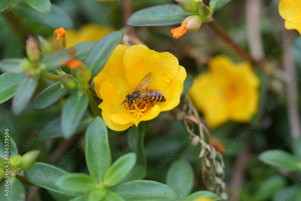 bee on yellow flower bee on yellow flower