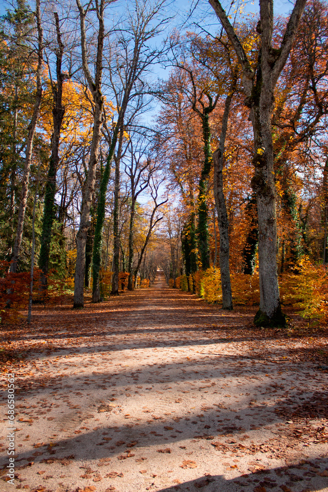 Fototapeta premium Paseo otoñal
