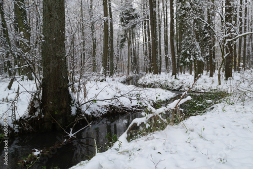 First snow in winter forest