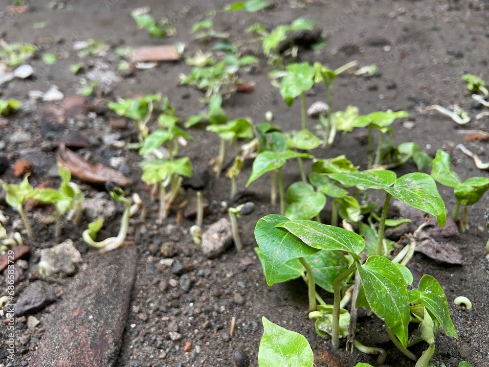 Young plant in the morning, nature, green Young plant in the morning, nature, green