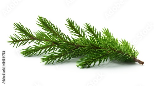 Spruce Branch Isolated on the White Background, Christmas Event