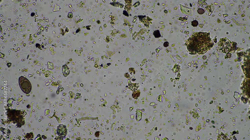 microorganisms and soil biology, with nematodes and fungi under the ...