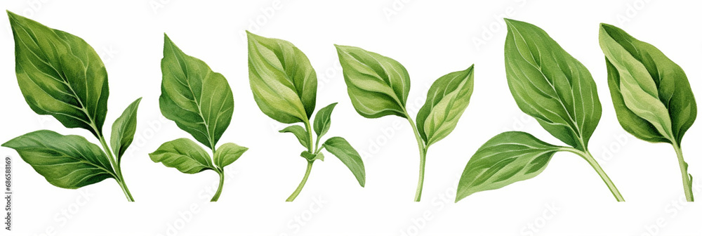Fresh Basil Leaves and Stem. Watercolour Illustration of Basil Leaf Isolated on White.