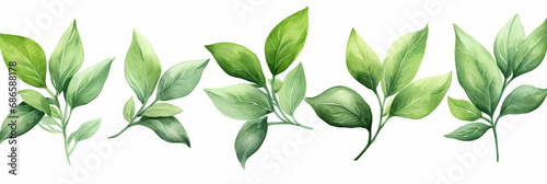 Fresh Basil Leaves and Stem. Watercolour Illustration of Basil Leaf Isolated on White.