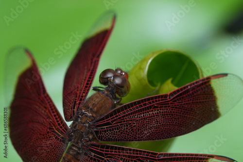 close up of a dragonfly|Red Grasshawk|Common ParasolDragonfly|Neurothemis fluctuans|紅脈蝶蜻蛉 photo