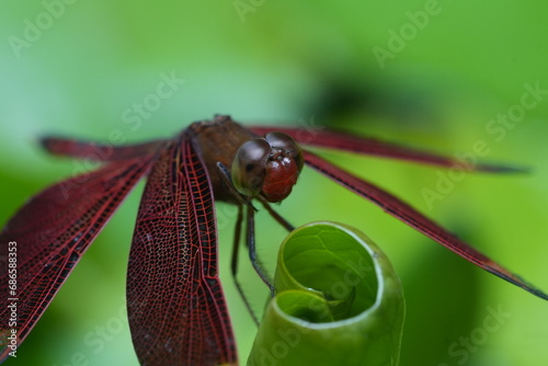 close up of a dragonfly|Red Grasshawk|Common ParasolDragonfly|Neurothemis fluctuans|紅脈蝶蜻蛉 photo