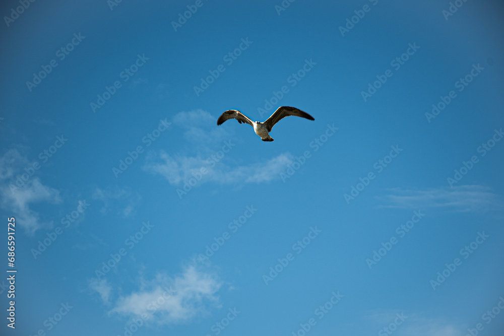 seagull flying in the sky in istanbul city seagull flying in the sky in istanbul city