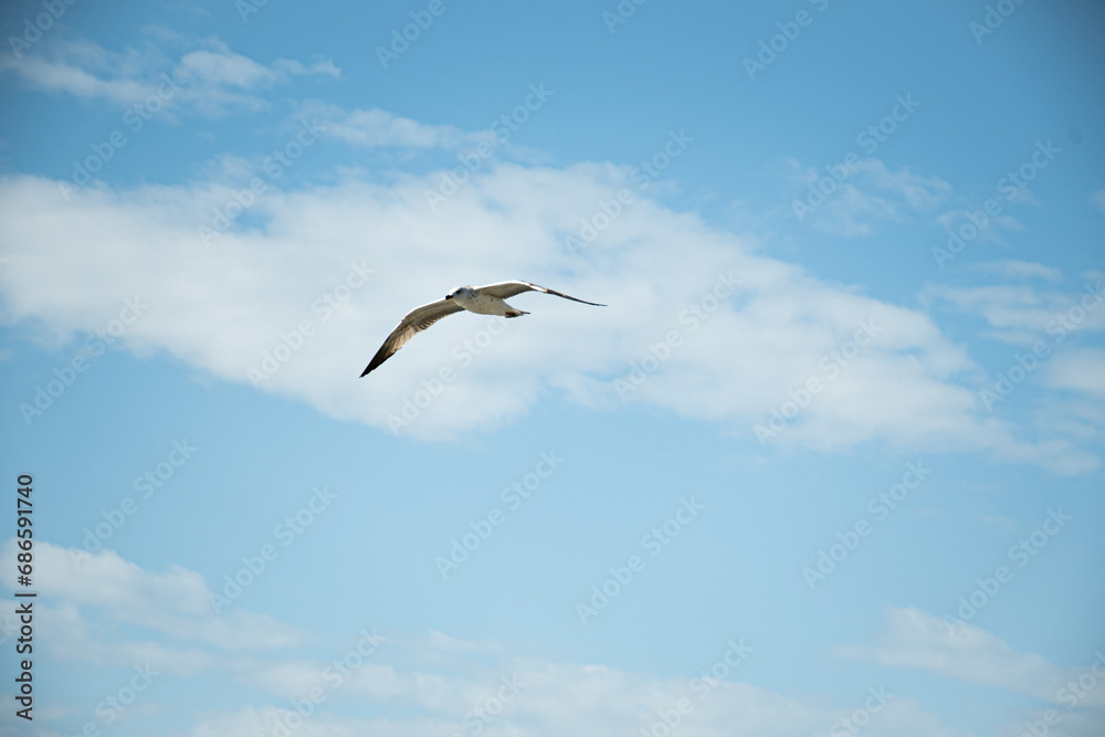seagull flying in the sky in istanbul city seagull flying in the sky in istanbul city