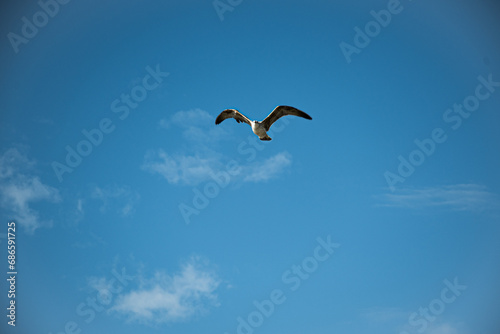 seagull flying in the sky in istanbul city