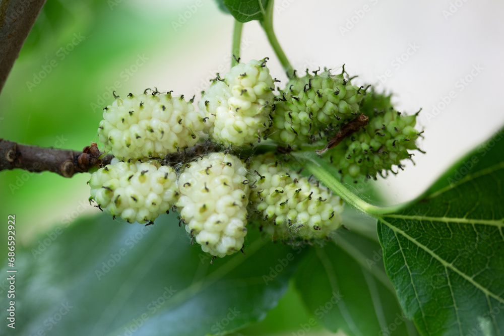 Mulberry Elegance: High-Resolution Visuals of Berries on the Branch Mulberry Elegance: High-Resolution Visuals of Berries on the Branch