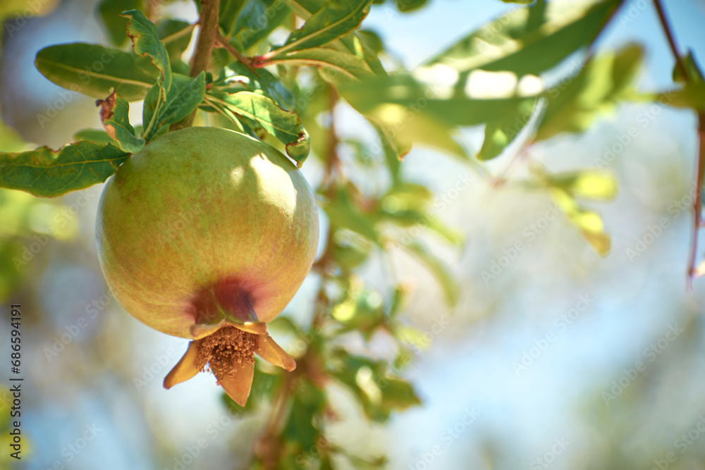 pomegranate fruit on the tree in summer