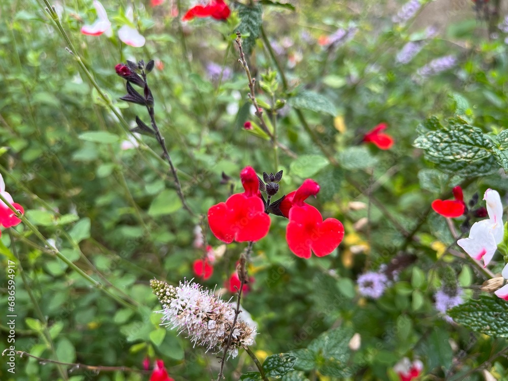 red flowers in the garden