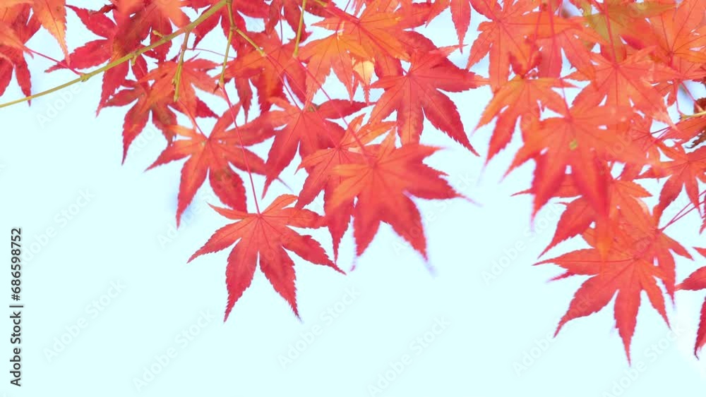 風に揺れるかえでの紅葉のクローズアップ フィックス 風に揺れるかえでの紅葉のクローズアップ フィックス