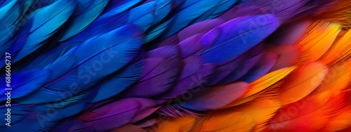 Color Burst: Detailed Feather Close-Up